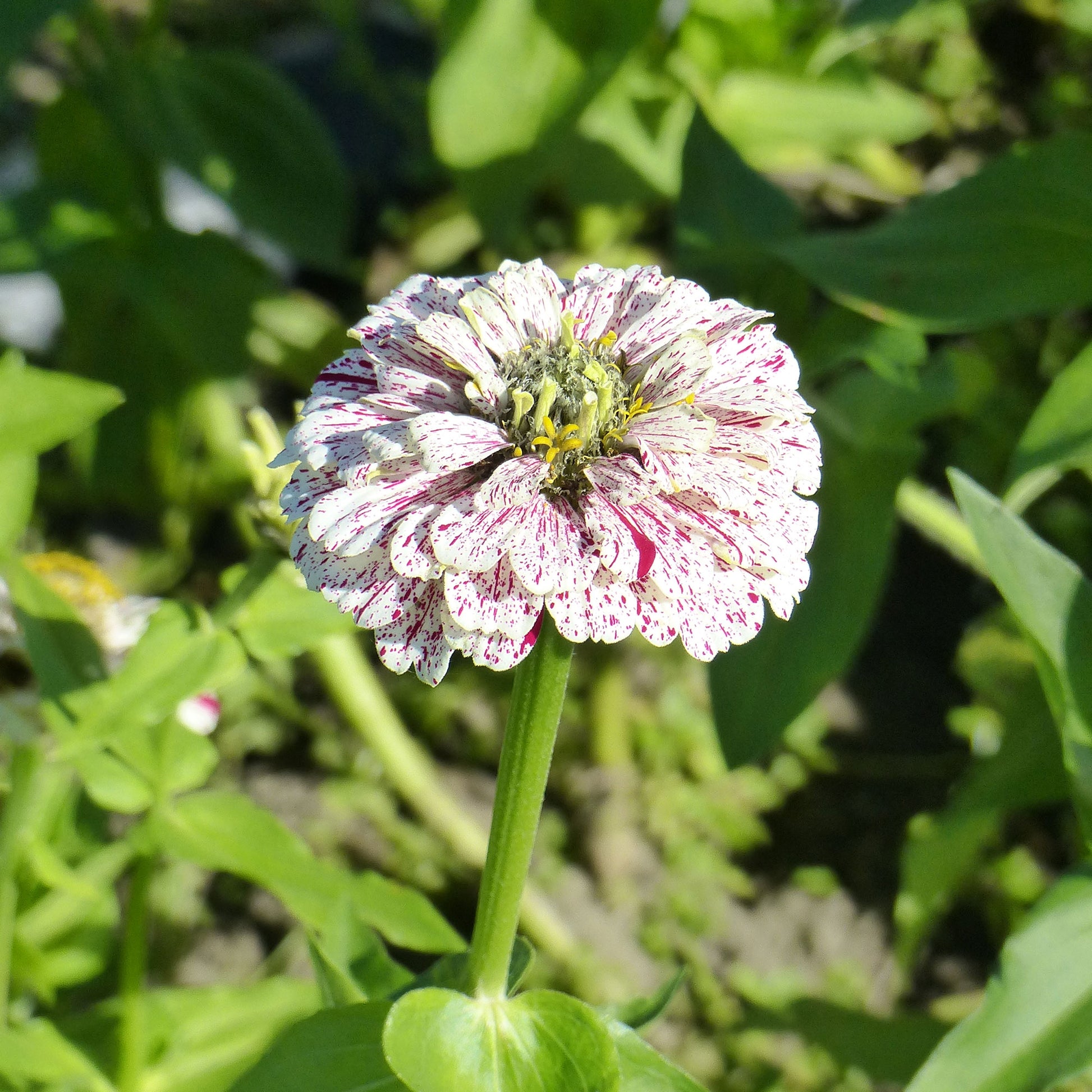 Zinnia peppermint - Zinnie 'Peppermint Stick' - Samen für Blumenbeete und -ränder