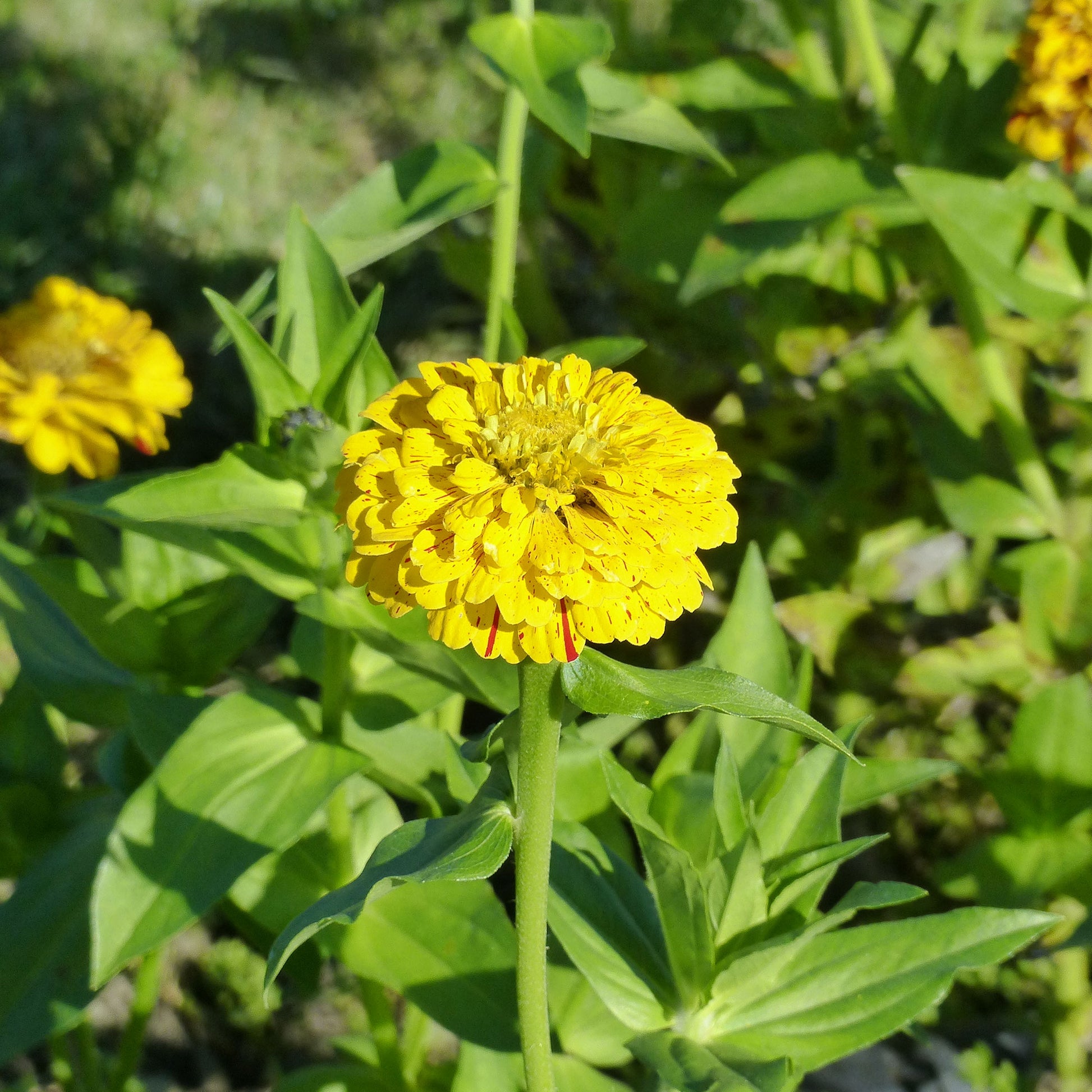 Samen für Blumenbeete und -ränder - Zinnie 'Peppermint Stick' - Zinnia peppermint