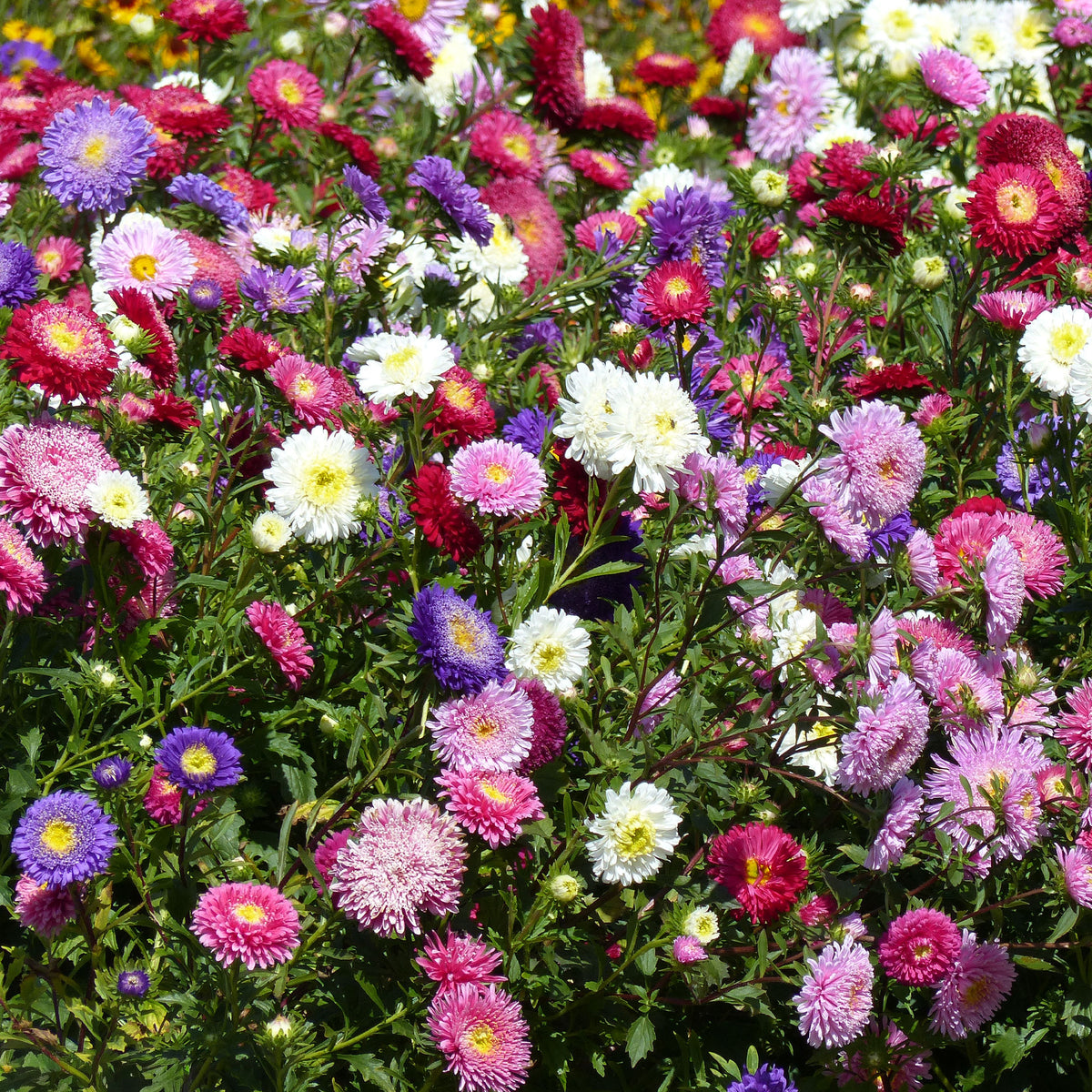 Sommeraster Super Princess Mischung - Callistephus chinensis - Bakker