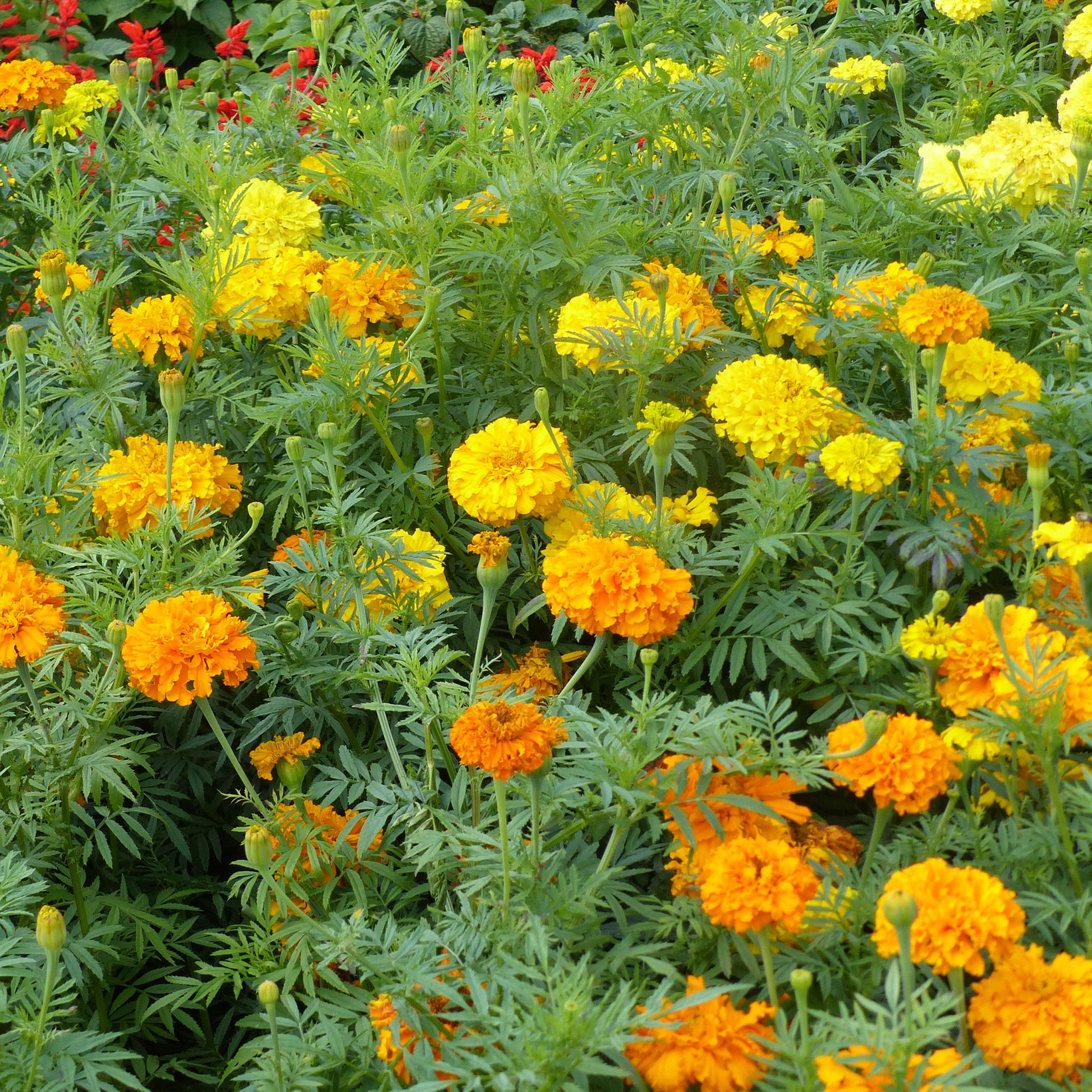 Studentenblumen gefüllt Mischung - Bakker
