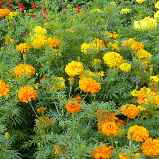 Studentenblumen gefüllt Mischung - Bakker
