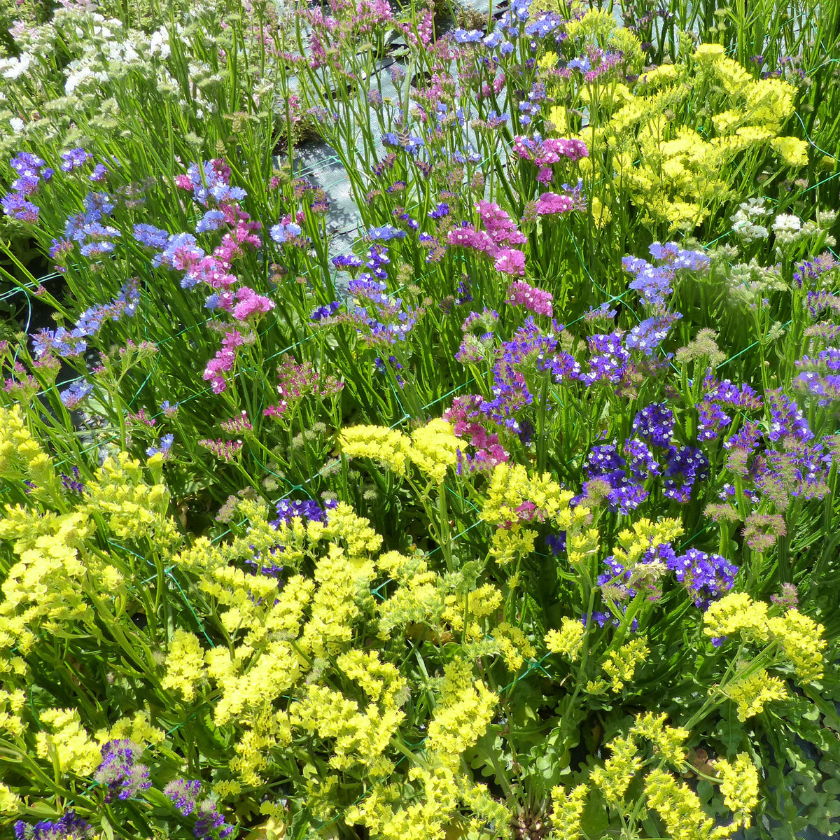 Strandflieder Mischung - Limonium sinuata - Bakker