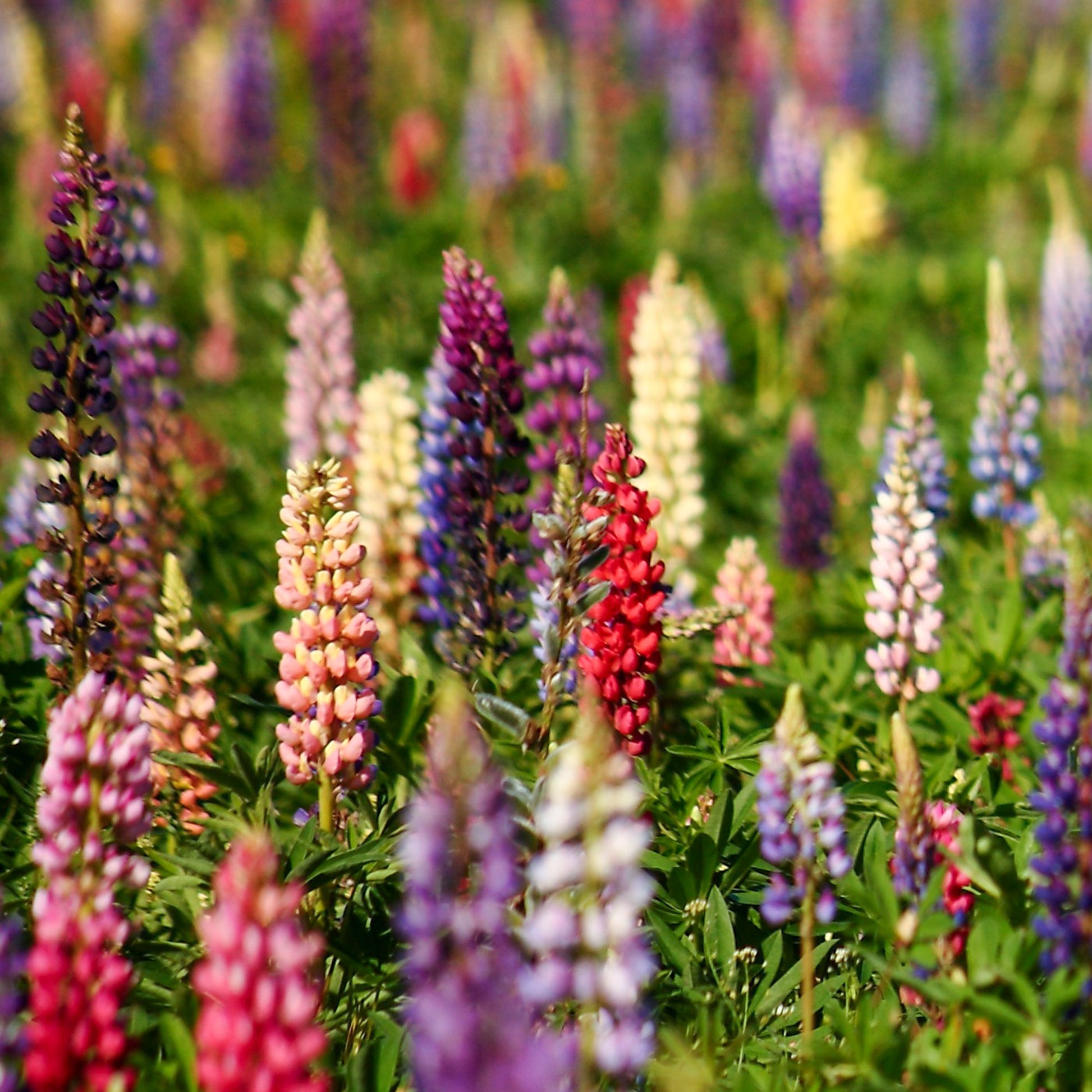 Lupinen Russel Hybriden Mischung - Bakker