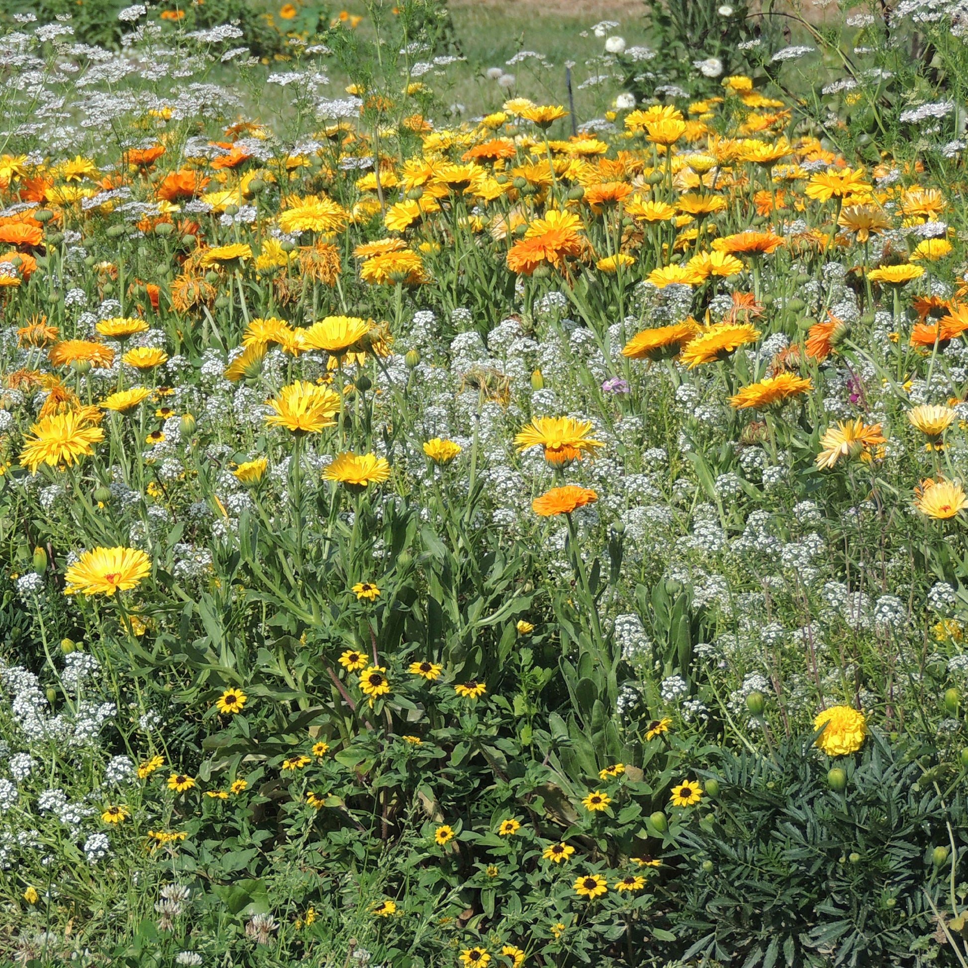 Blumenmischung gegen Blattläuse - Bakker