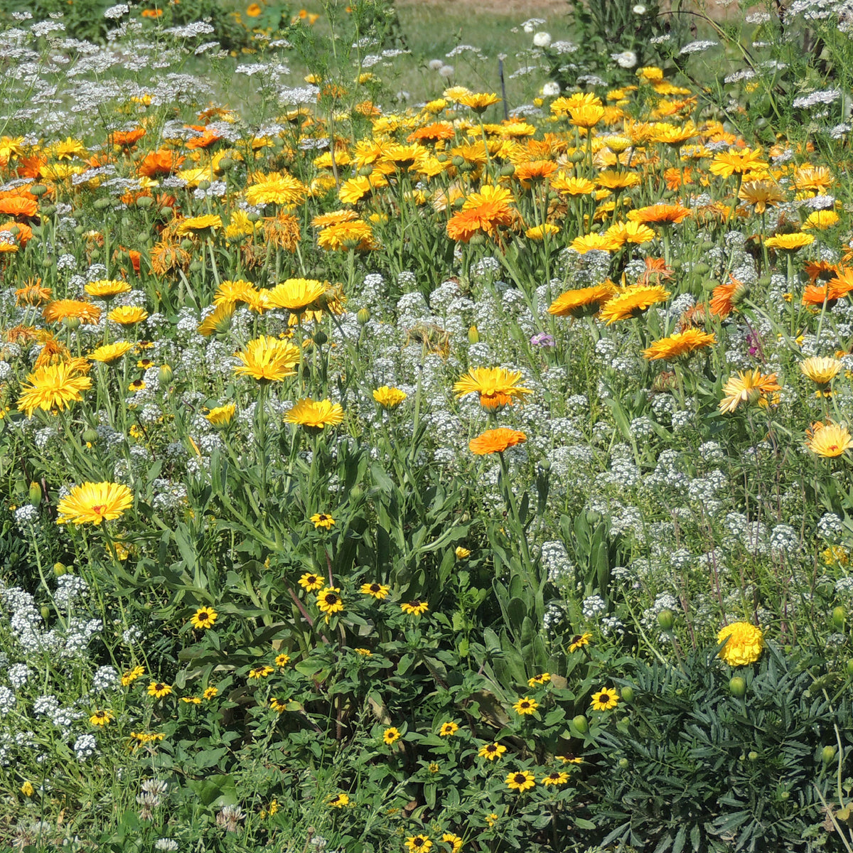 Blumenmischung gegen Blattläuse - Bakker