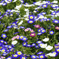 Dreifarbige Winde - Convolvulus tricolor - Bakker