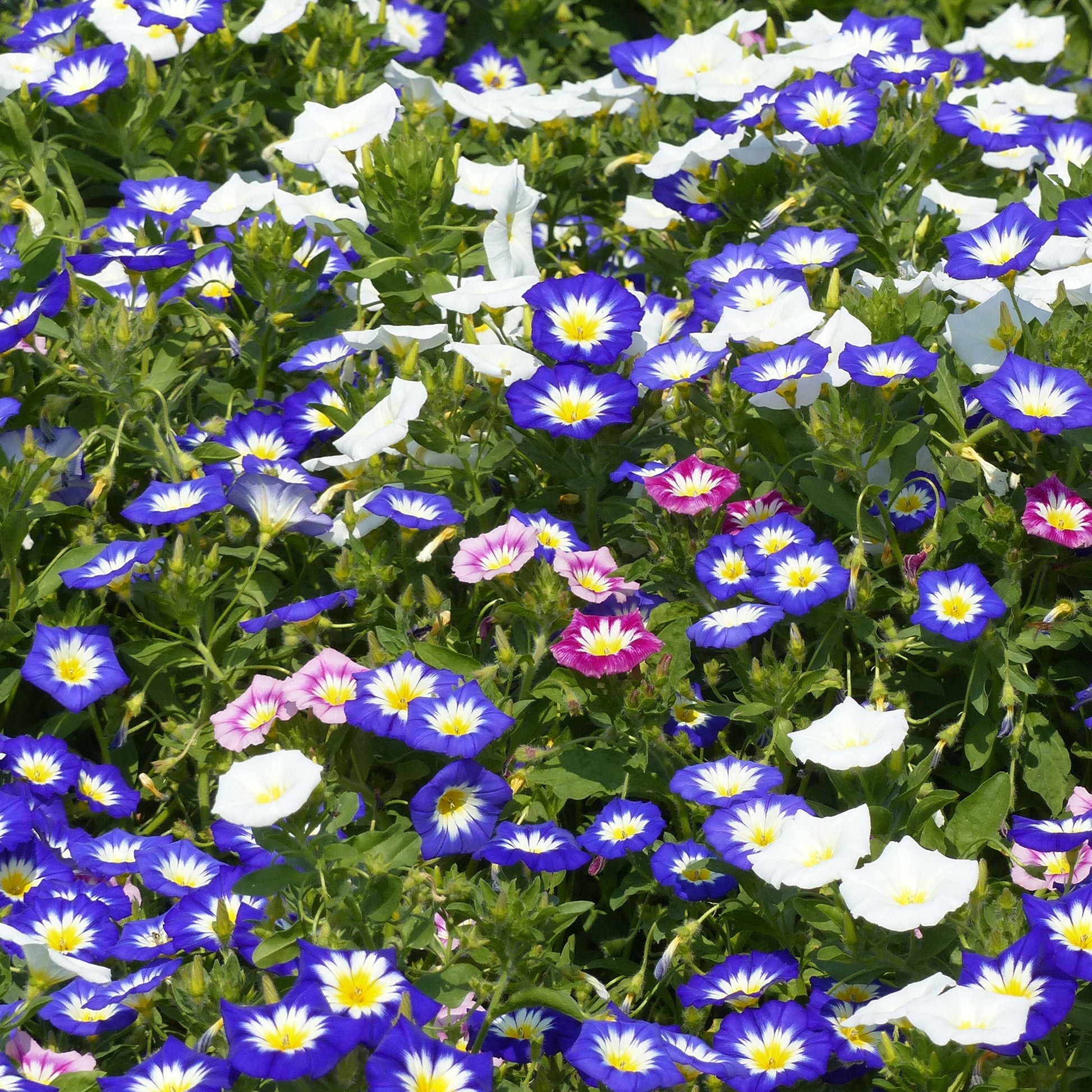 Dreifarbige Winde - Convolvulus tricolor - Bakker