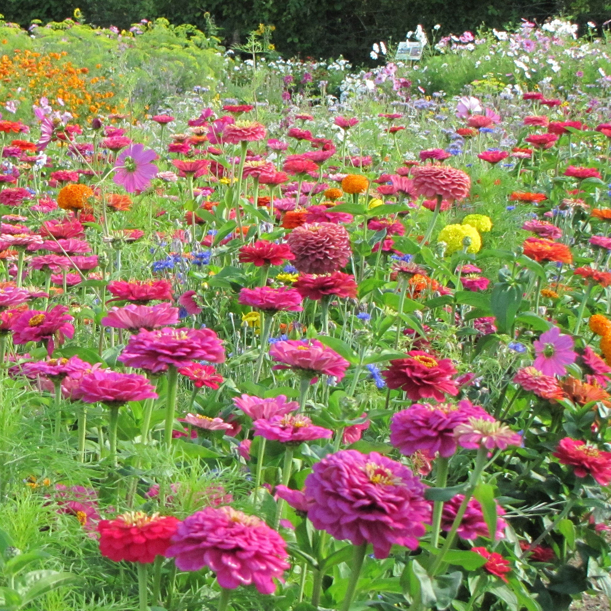 Schnittblumenmischung Saatgut -  - Bakker