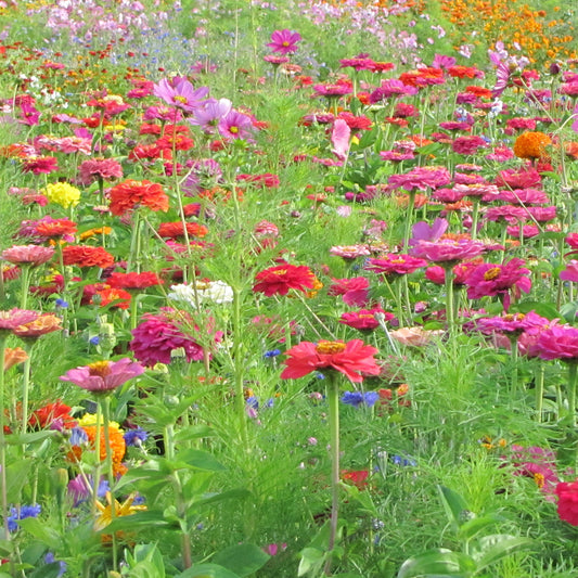 Schnittblumenmischung Saatgut - Bakker