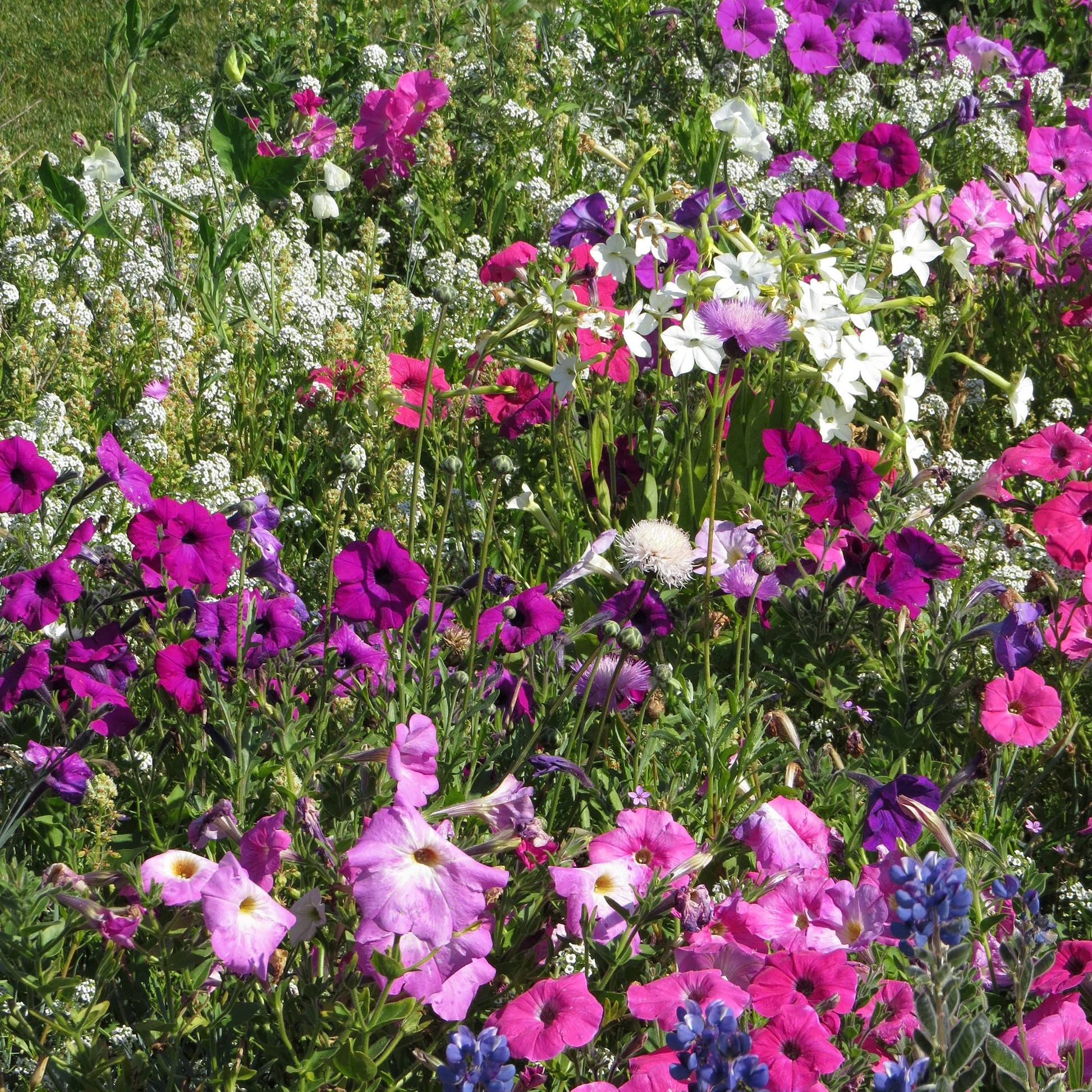 Stark duftende Blumenmischung - Bakker