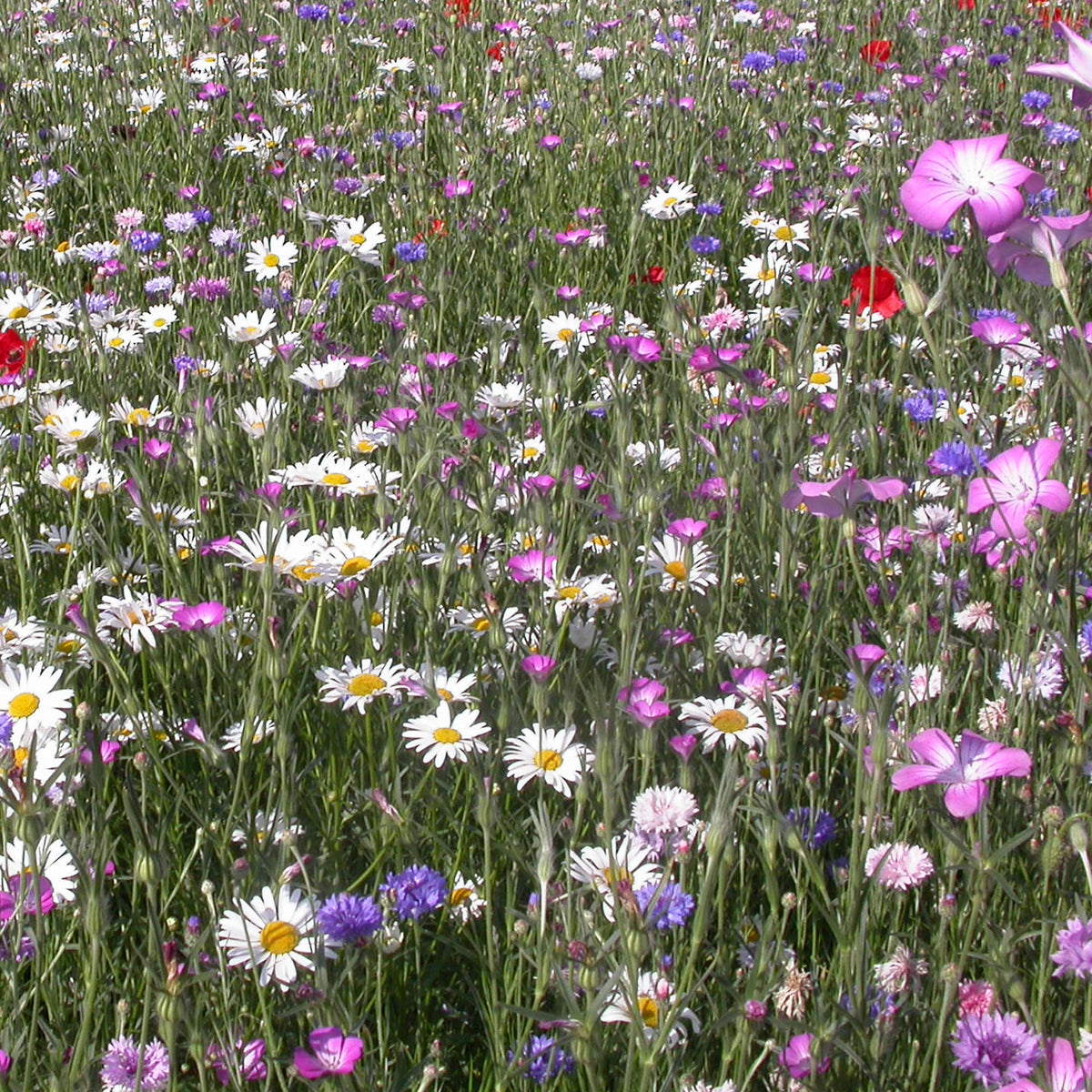 Feldblumenmischung - Bakker