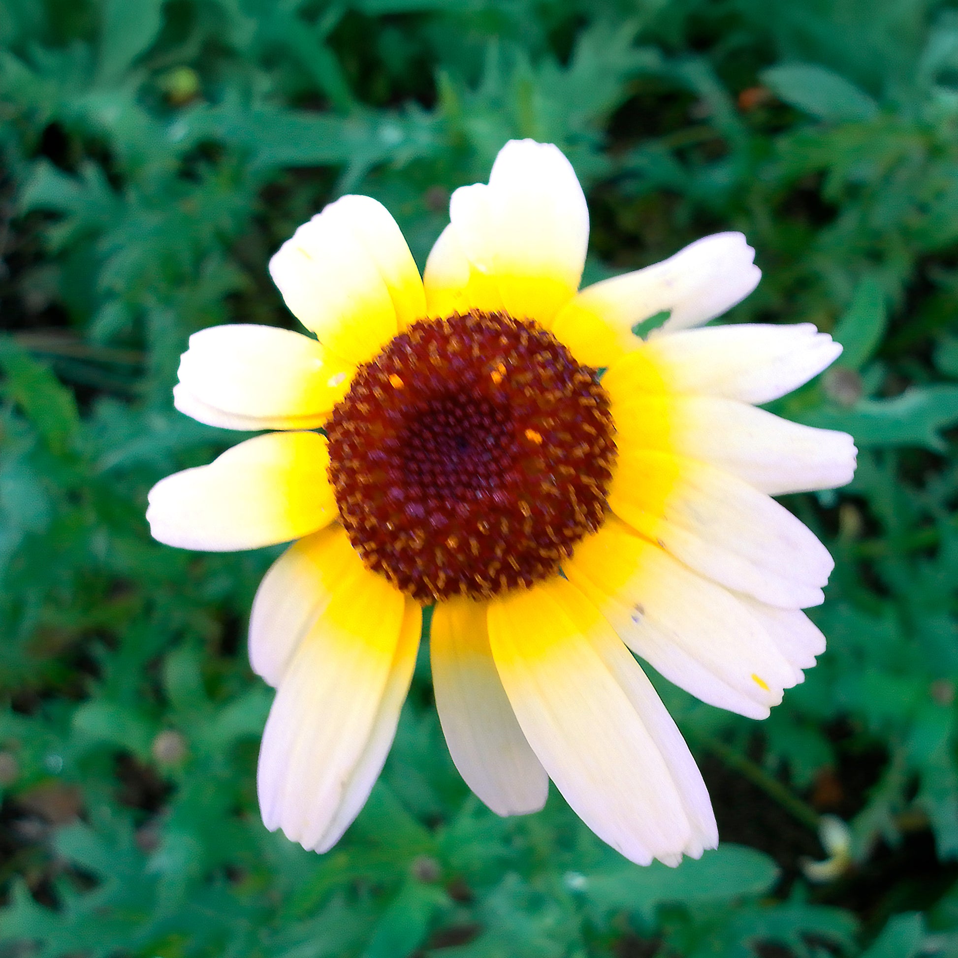 Bunte Margerite Polar Star - Chrysanthemum carinatum Polar Star - Bakker