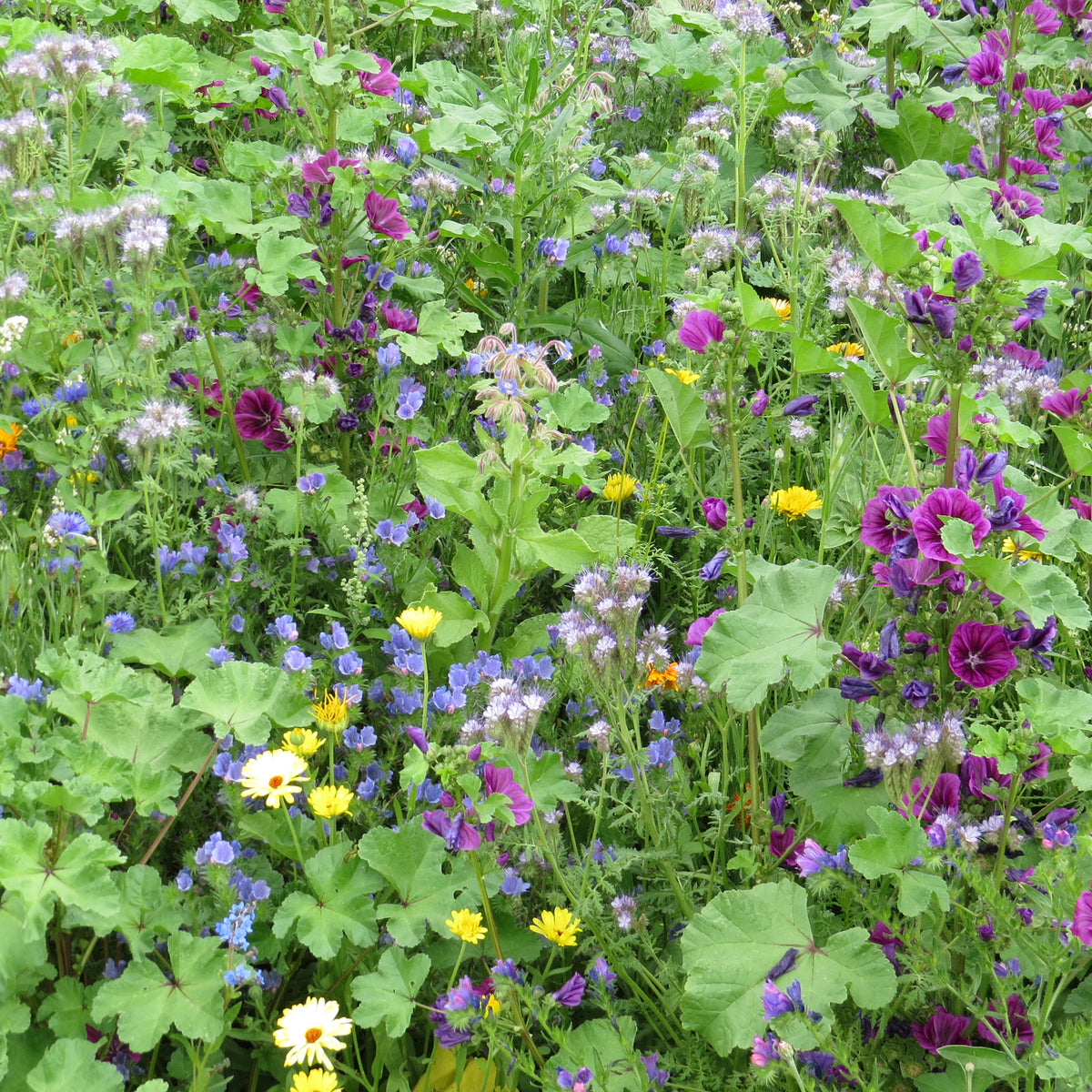 Intensiver Bienenblumen-Mix - Bakker