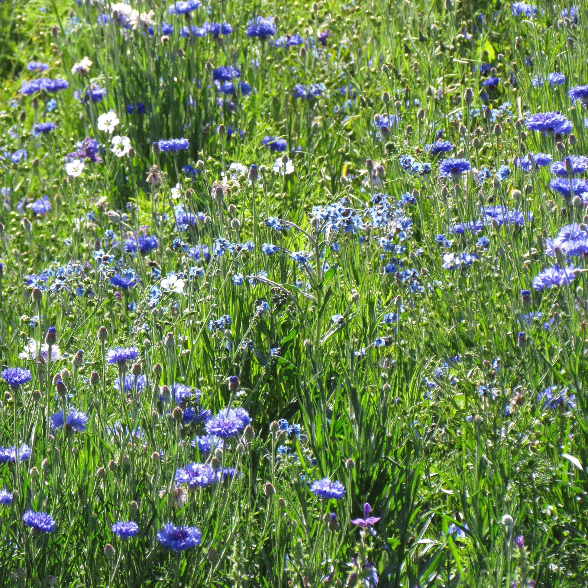 Blaue Blütenmischung - Bakker
