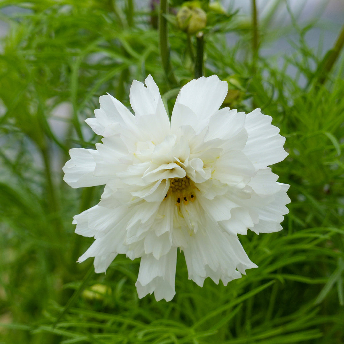 Schmuckkörbchen 'Double Dutch White' - Cosmos bipinnatus 'Double Dutch White' - Bakker