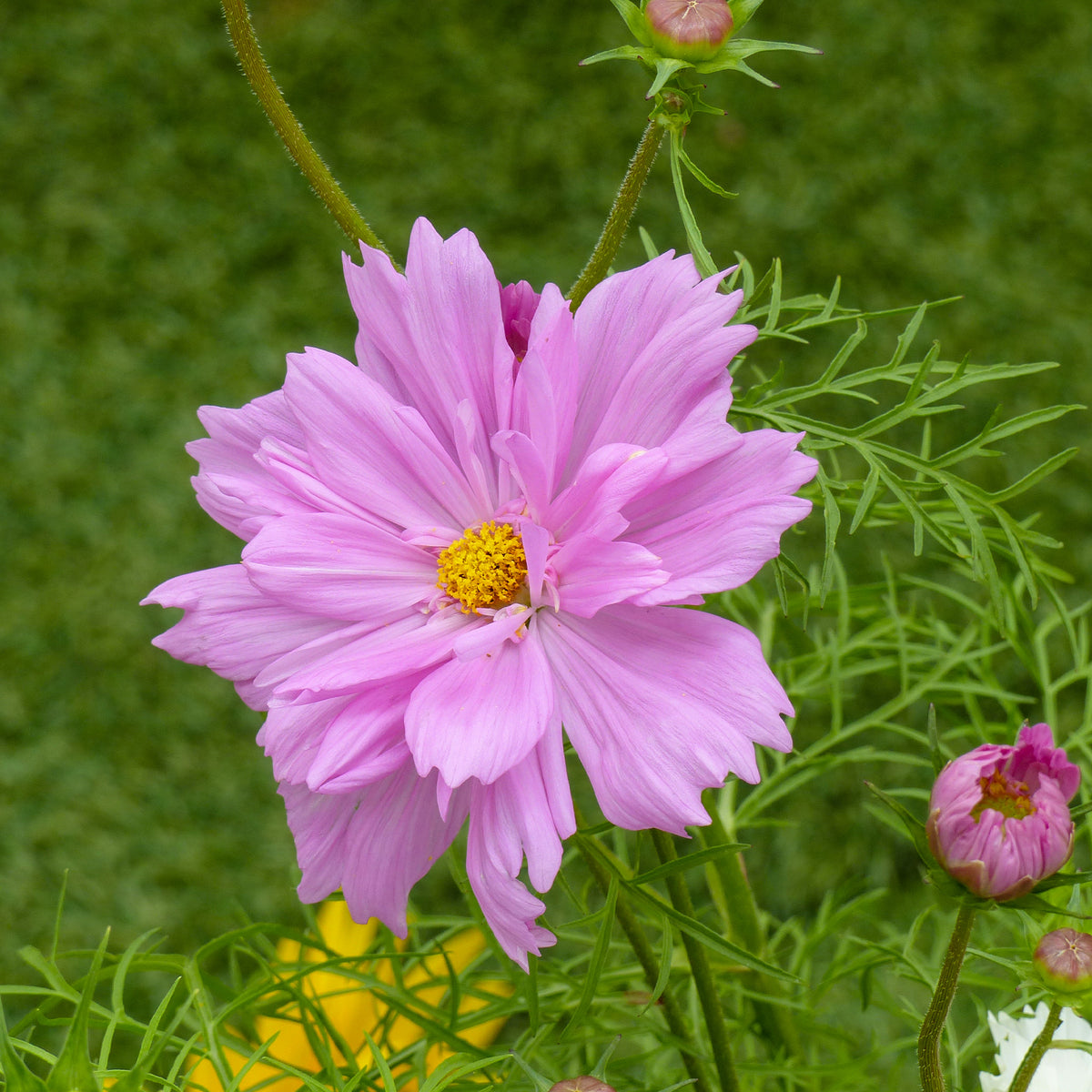 Cosmos bipinnatus 'Double Dutch Rose' - Schmuckkörbchen  'Double Dutch Rose' - Samen für Blumenbeete und -ränder