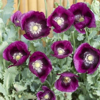 Schlafmohn Lauren's Grape - Papaver somniferum Lauren's Grape - Bakker