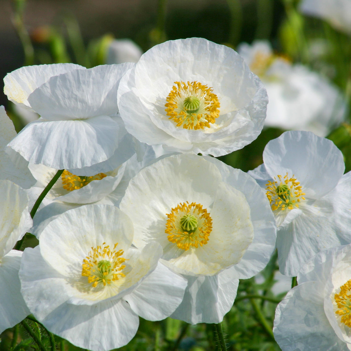 Klatsch-Mohn Bridal Silk - Papaver rhoeas 'Bridal Silk' - Bakker