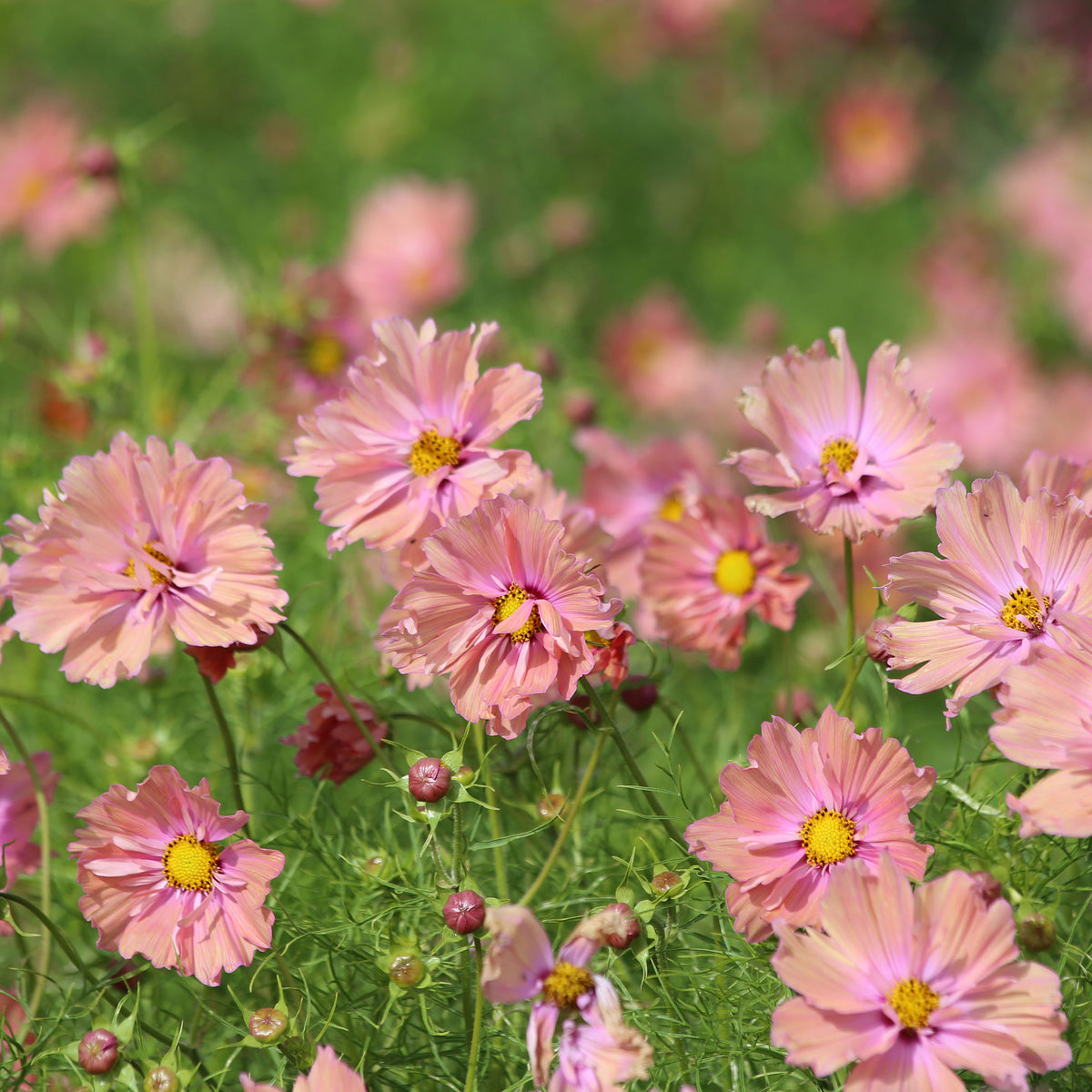 Schmuckkörbchen 'Apricotta' - Cosmos Apricotta - Bakker