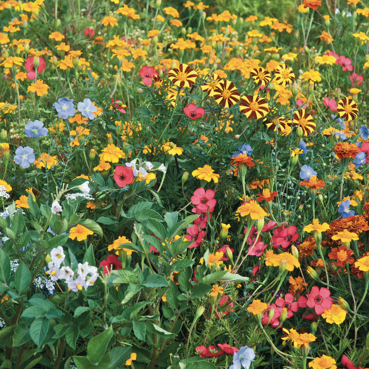Blumen gegen Kartoffelkäfer - Bakker