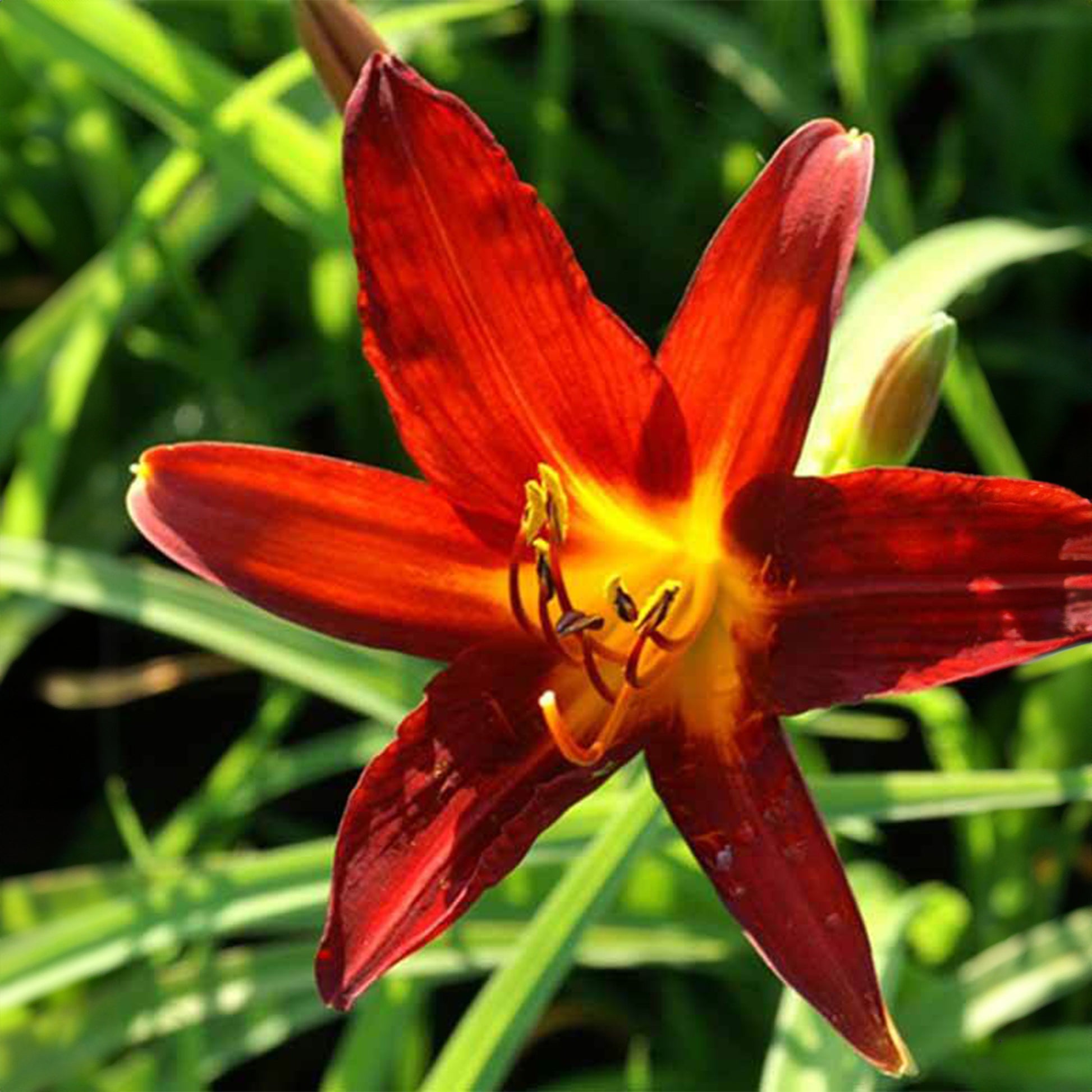 Taglilie Sammy Russell - Hemerocallis sammy russell - Bakker