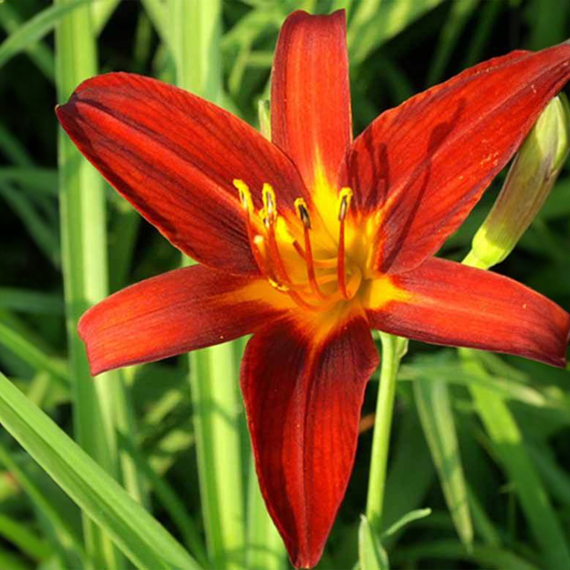 Hemerocallis sammy russell - Taglilie Sammy Russell - Hemerocallis - Taglilie
