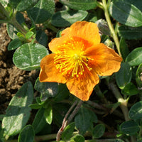 Helianthemum Bronzeteppich - Sonnenröschen 'Bronzeteppich' - Helianthemen
