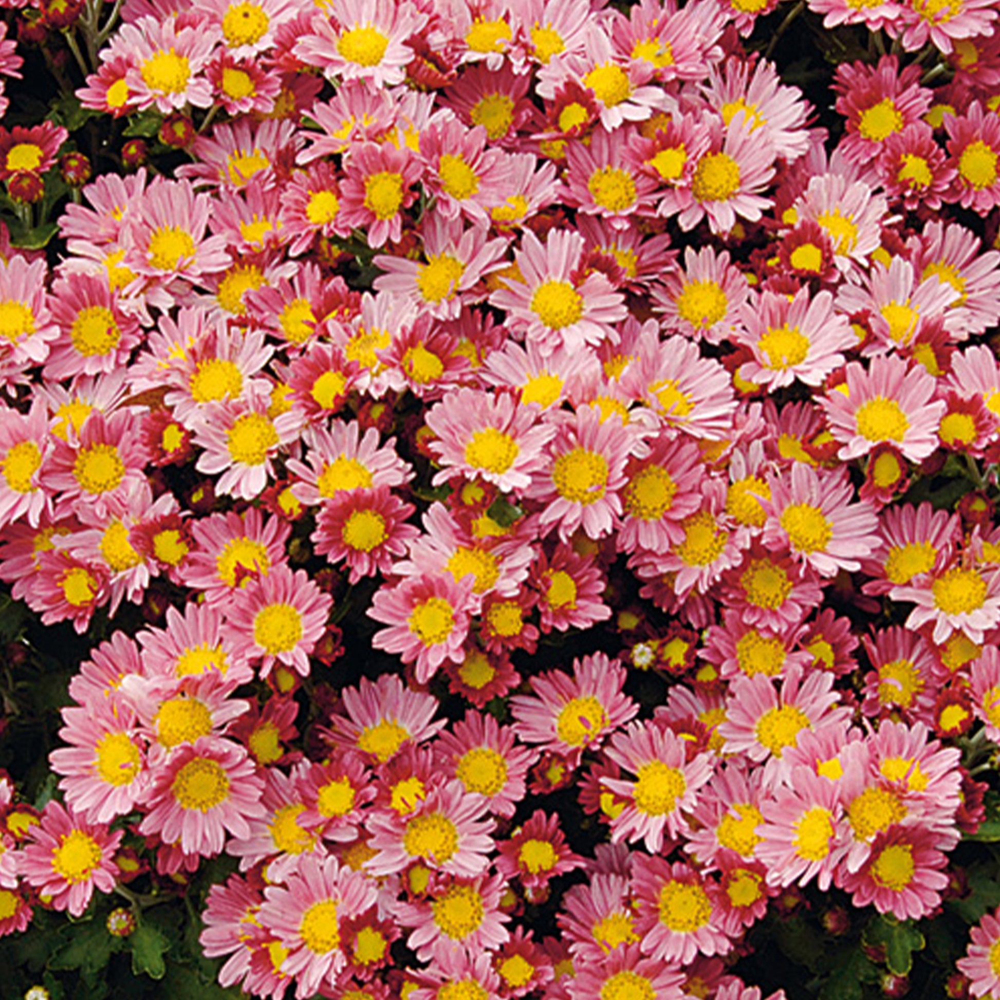 Pazifik-Chrysantheme ‘Bengo Rosa’ - Ajania bellania Bengo Rosa - Bakker