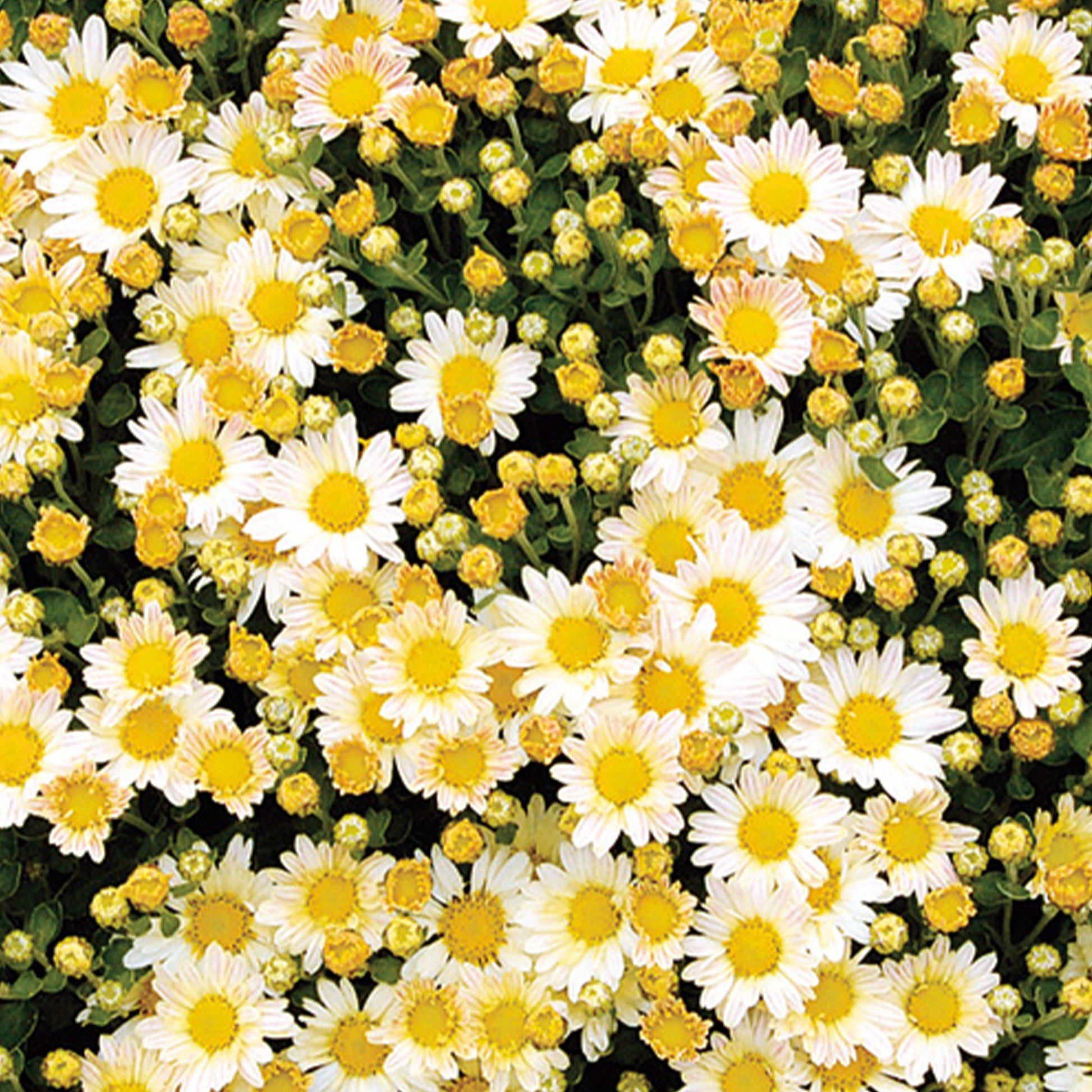 Ajania bellania Bengo Weiss - Pazifik-Chrysantheme ‘Bengo Weiß’ - Blumen für Terrasse und Balkon