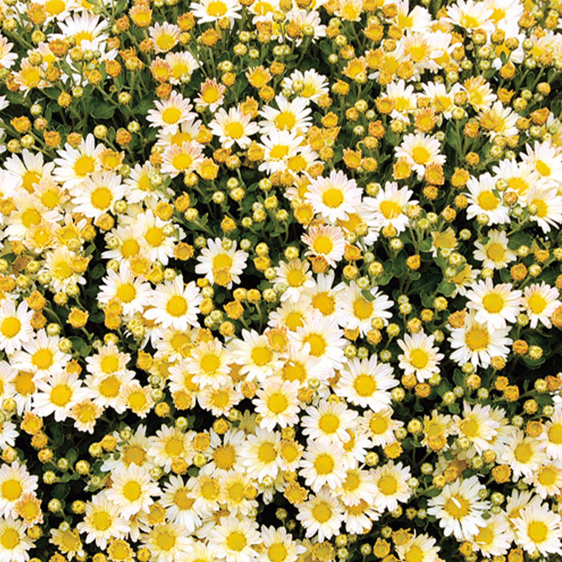 Pazifik-Chrysantheme ‘Bengo Weiß’ - Bakker