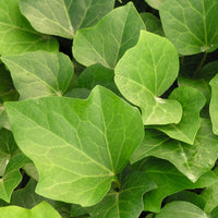 Efeu Algerian Bellecour - Hedera algeriensis Algerian Bellecour - Bakker