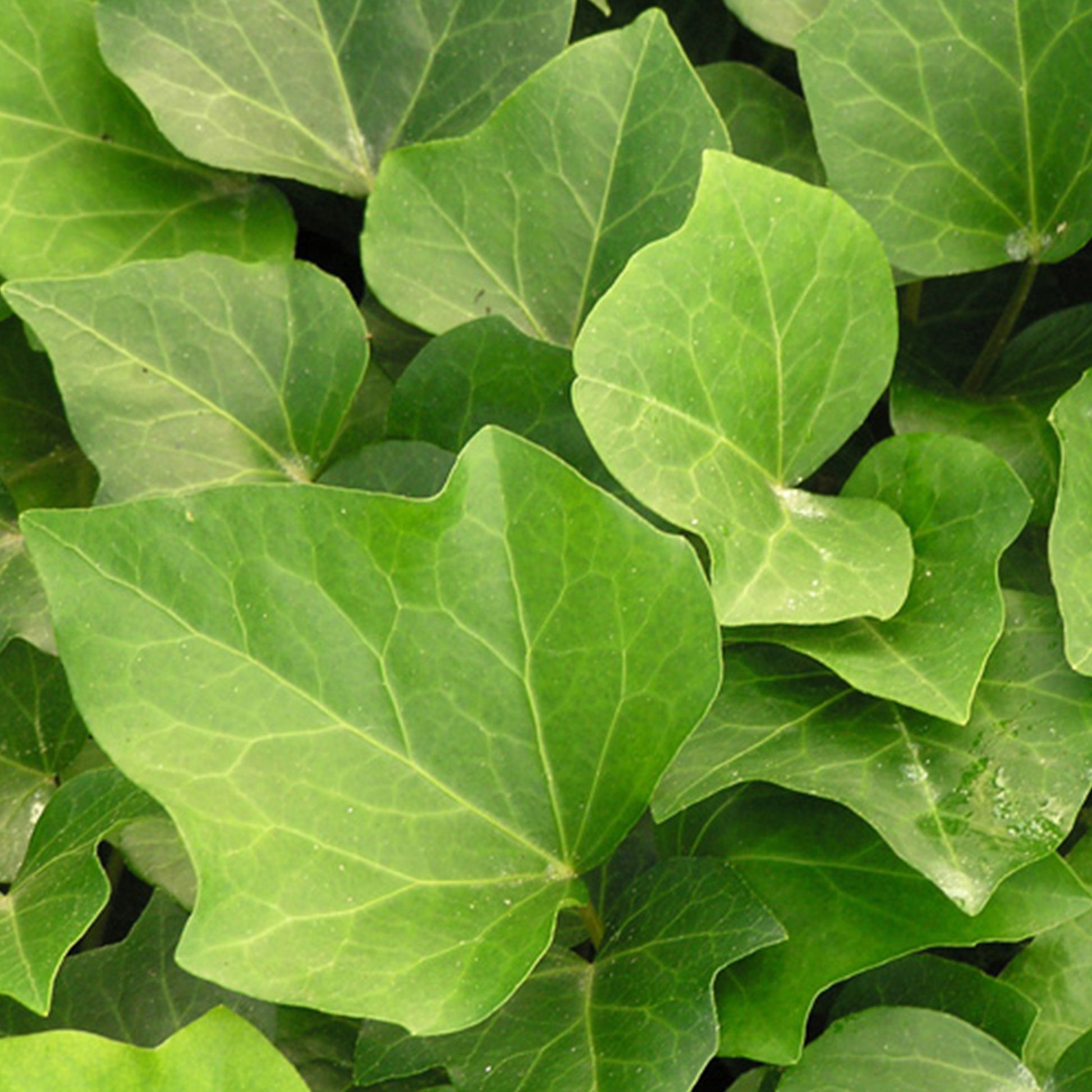 Efeu Algerian Bellecour - Hedera algeriensis Algerian Bellecour - Bakker