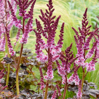 Prachtspiere 'Dark Side of the Moon'® - Astilbe chinensis Dark Side of the Moon ® - Bakker