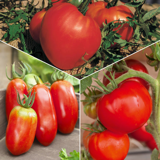 Tomaten-Kollektion 'Savoureuse' - Bakker