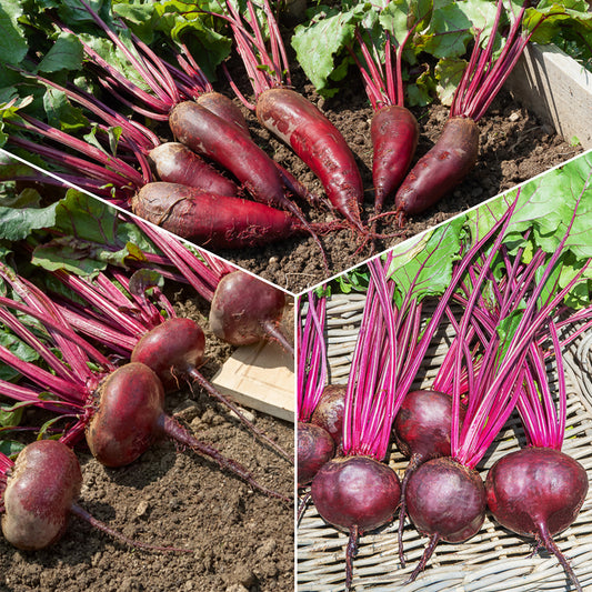Rote-Bete-Kollektion - Bakker