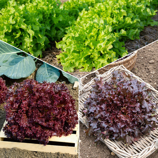 Pflücksalat-Kollektion - Bakker