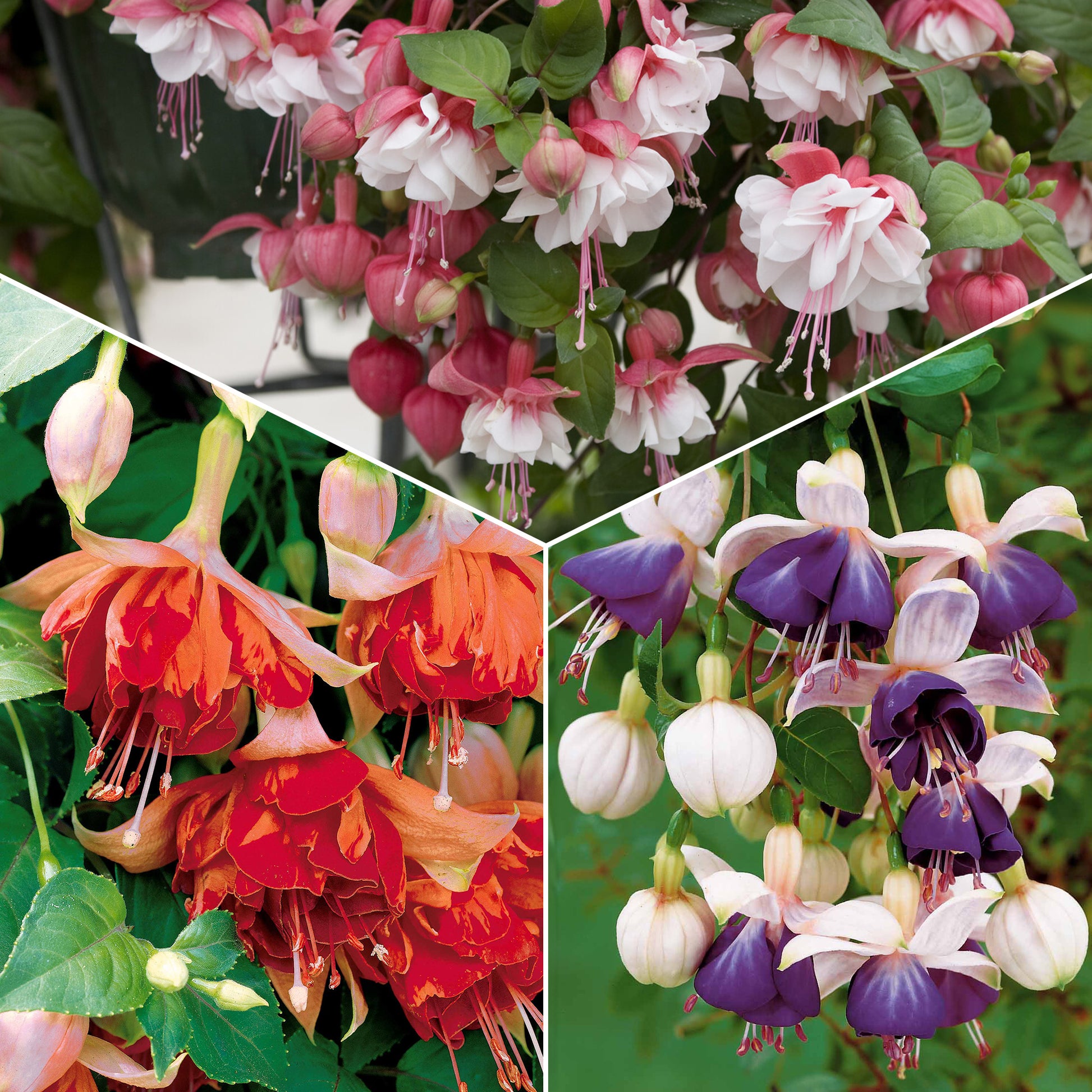 Hängende Fuchsien Mischung (Bicentennial, Blue Angel, Swingtime) (x6) - Bakker