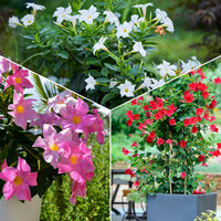 Dipladenia - Dipladenia Mischung (x3) - Chilenischer Jasmin - Mandevilla laxa
