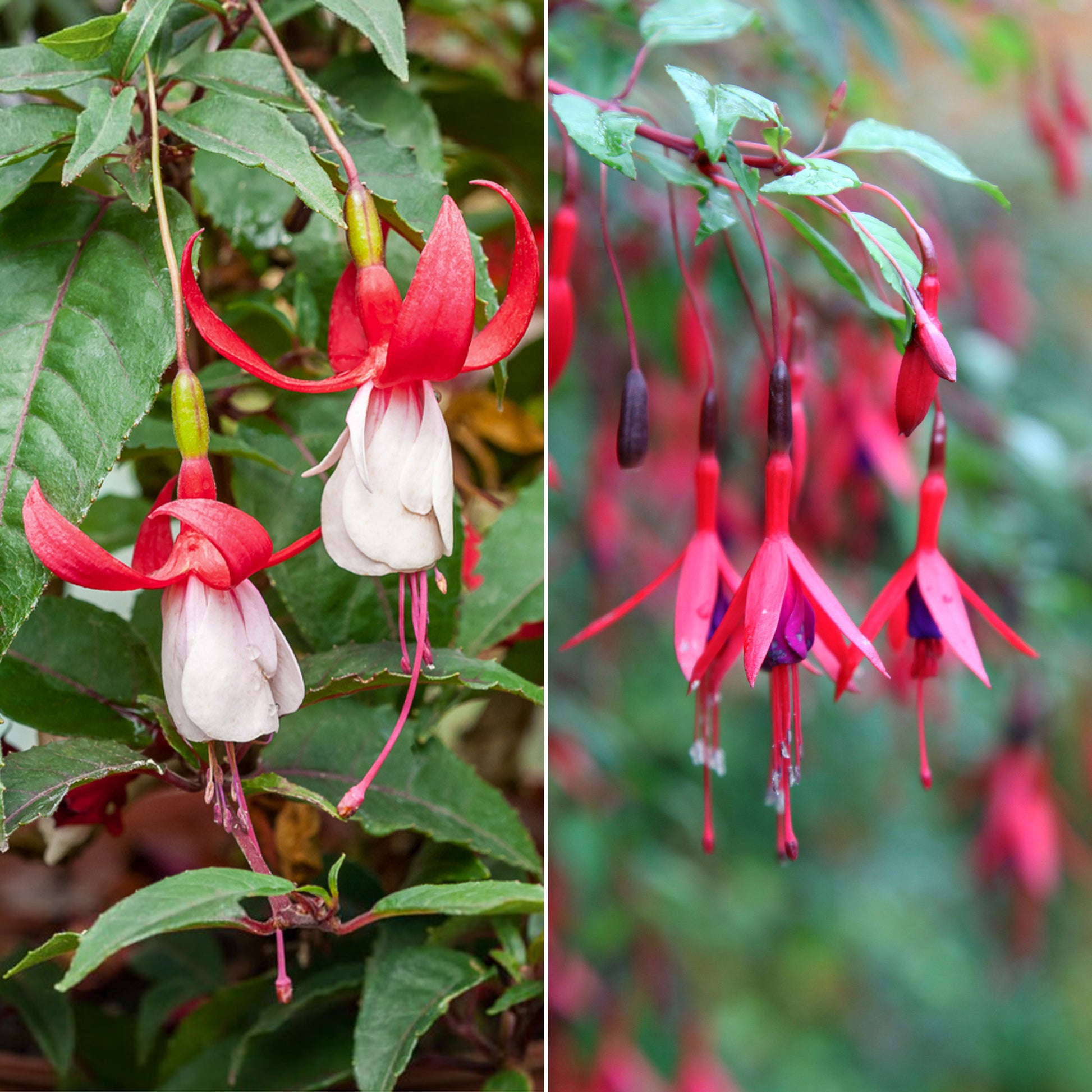 Winterharte Fuchsien Mischung (x6) - Bakker