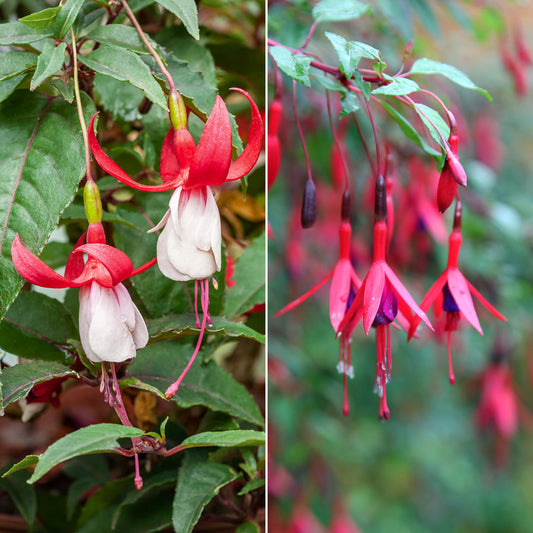 Winterharte Fuchsien Mischung (x6) - Bakker