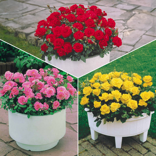 Randilla-Mini-Rosen: rot + gelb + rosa (x3) - Bakker