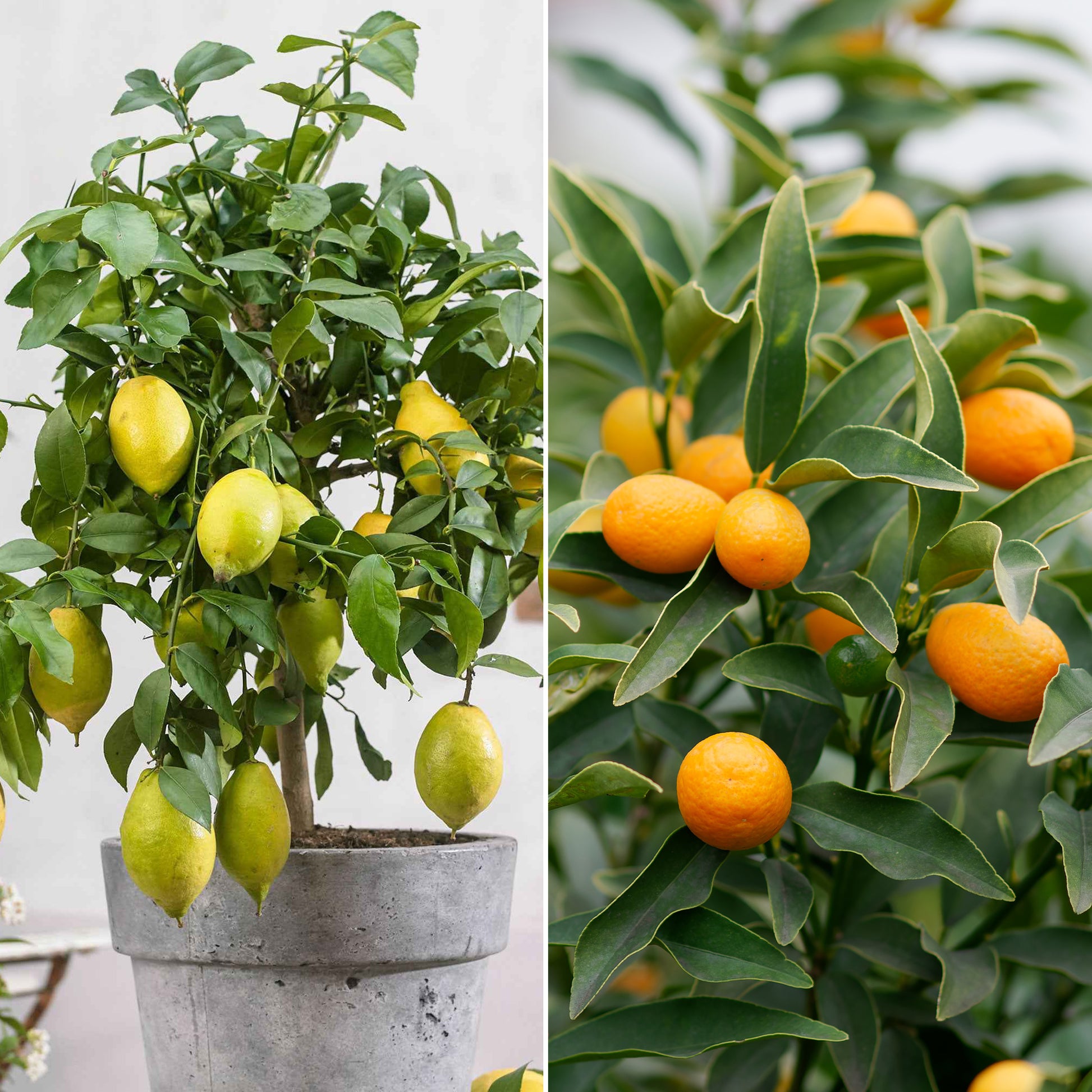 Zitrus-Kollektion Kumquat & Zitronenbaum (x2) - Bakker
