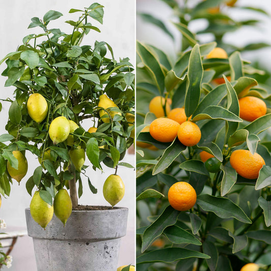 Zitrus-Kollektion Kumquat & Zitronenbaum (x2) - Bakker