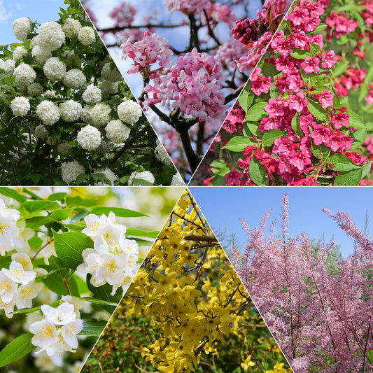 Vier-Jahreszeiten-Hecke (x6) - Bakker
