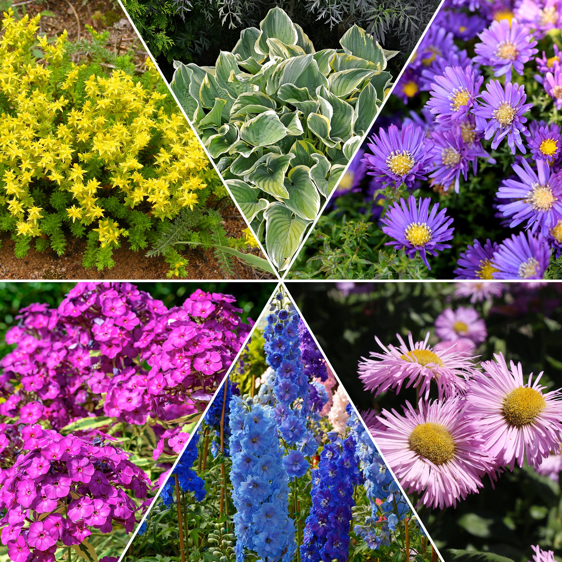 Stauden-Kollektion gemischt (x12) ca. 2 m² - Sedum acre, Hosta, Aster, Erigeron speciosus Rosa Jewel, Delphinium, Phlox paniculata, Thymus serpyllum, Sedum spurium, Incarvillea Delavayi, Achillea , Gypsophila paniculata, Lupinus - Bakker