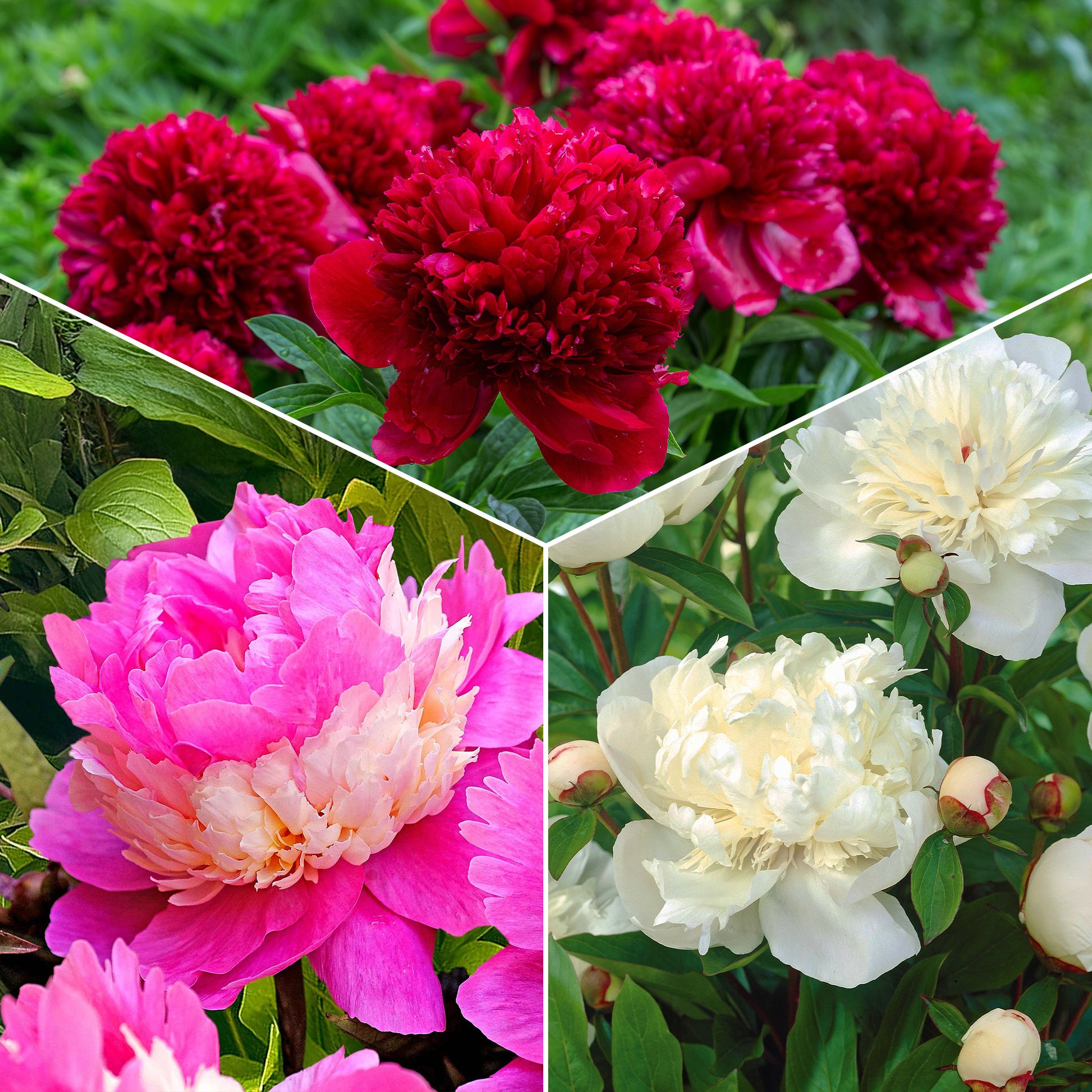 Pfingstrosen-Kollektion 'Immaculée', 'Sorbet', 'Red Charm' - Paeonia lactiflora x Sorbet, Immaculée, Red Charm - Bakker