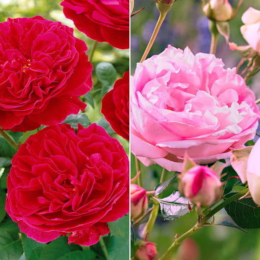 Floribunda-Rosen Kollektion (x2) - Bakker