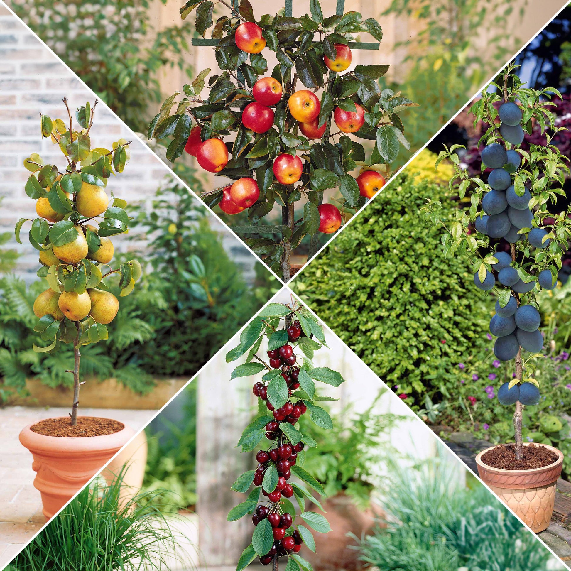 Sommer-Miniobst-Kollektion (x4) - Bakker