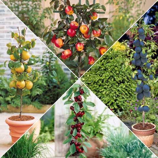 Sommer-Miniobst-Kollektion (x4) - Bakker