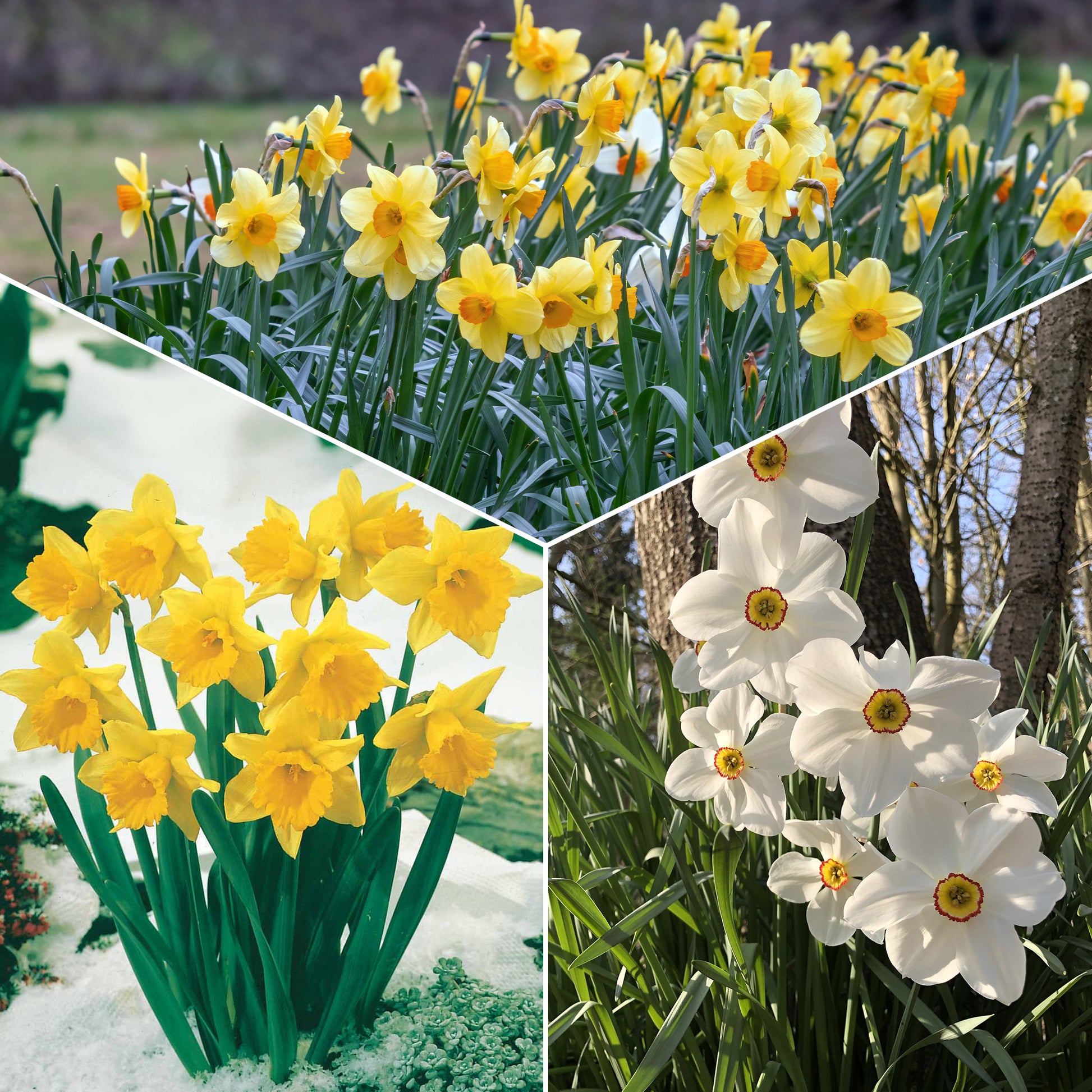 Narzissen-Kollektion 'Fortune' & 'Rijnveld Early Sensation' (x30) - Bakker